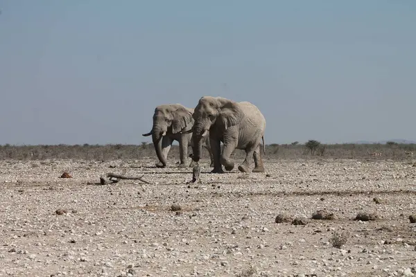 Etoşa Ulusal Parkı, Namibya 'da Afrika fili (loxodonta africana)