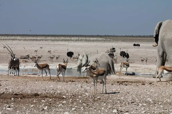 Bir grup vahşi hayvan (etosha namibia) ).