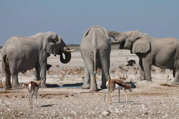 Namibya 'daki Etoşa Ulusal Parkı' nda su içen bir grup fil.