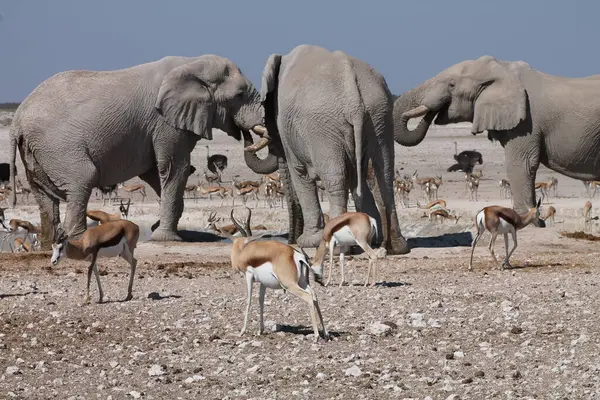 Etoşa Ulusal Park Namibya 'sında Afrika vahşi filleri