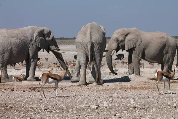Etoşa Ulusal Parkı, Namibya 'da bir fil sürüsü..
