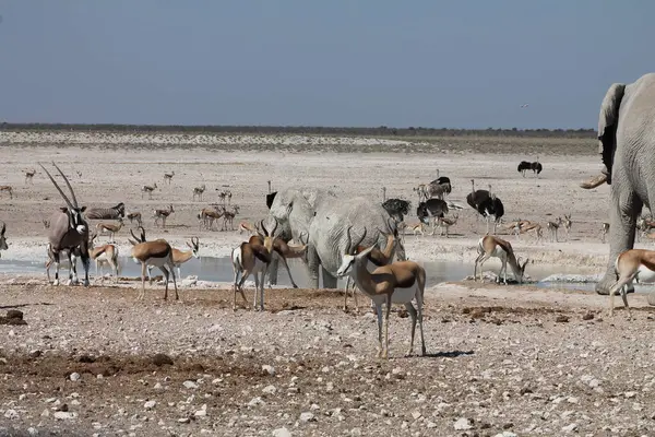 Afrika savanındaki bir su birikintisindeki hayvanlar.