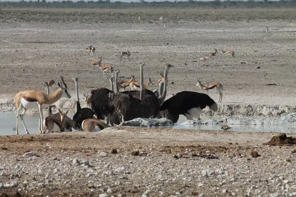 Vahşi devekuşları içme suyu