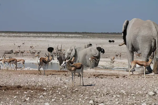 Su birikintisi etosha ulusal parkında su içen hayvanlar