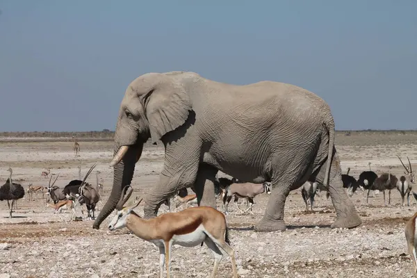 Vahşi Afrika fili, bozkırdaki Afrika fili