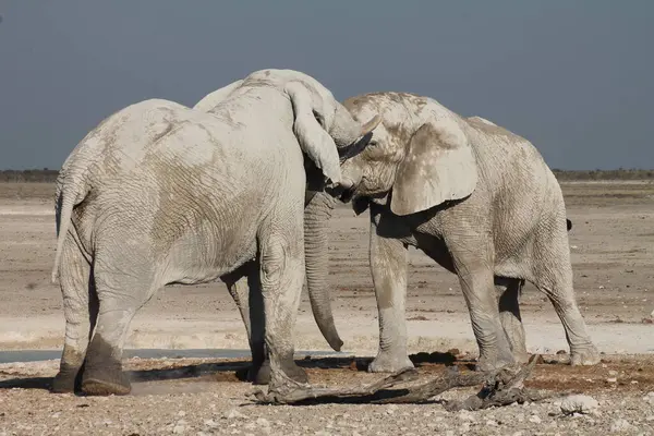 Etoşa parkında filler, namibya
