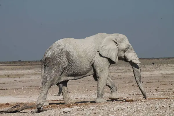 Etoşa Ulusal Parkı 'ndaki fil, Namibya Afrika