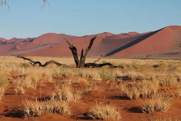 Kum tepeleri ve namib naukluft ulusal parkı, namibya.