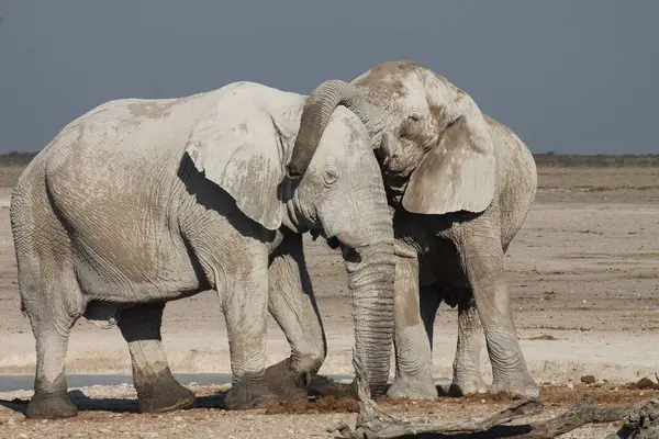 Afrikalı fil aşkı (loxodanta africana )
