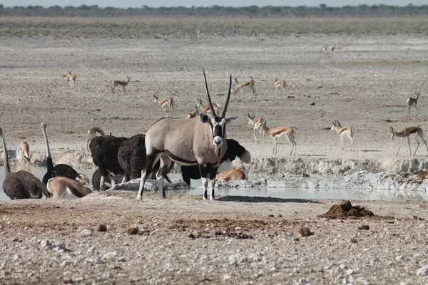 Su birikintisinde bir grup vahşi hayvan