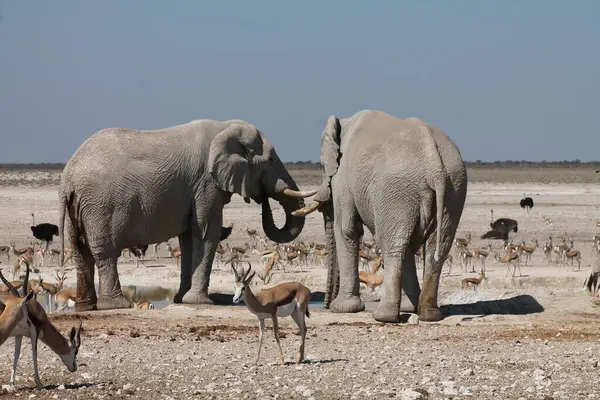 Su birikintisinde su içen vahşi filler.
