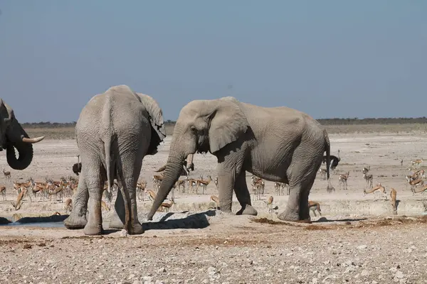 Filler içinde etkin ulusal Park'ta Namibya