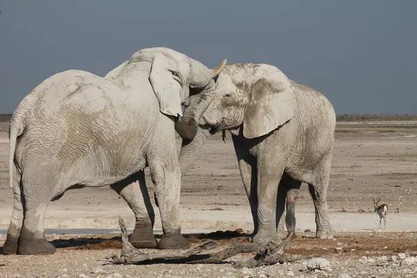 Etoşa Ulusal Parkı, Namibya 'da oynayan iki fil.