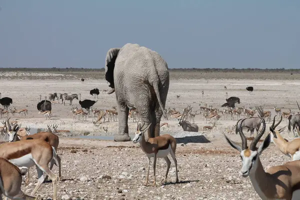 Namibya 'daki Etoşa safari parkındaki bir su birikintisindeki hayvanlar.