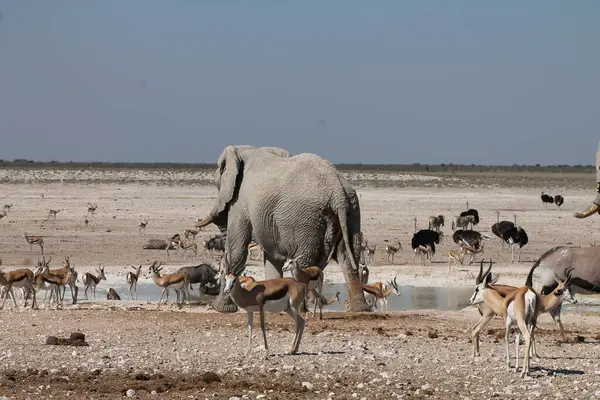 Etoşa 'da yürüyen bir fil sürüsü.