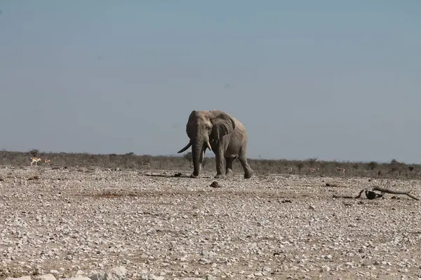 Afrika fili çölde yürüyor.