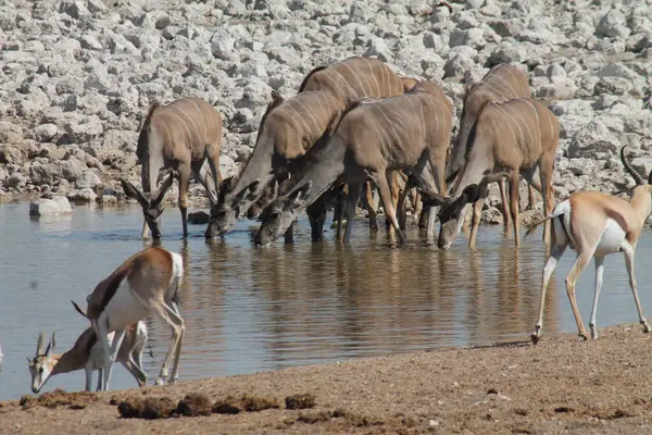 Namibya 'da suda bir kudus sürüsü.