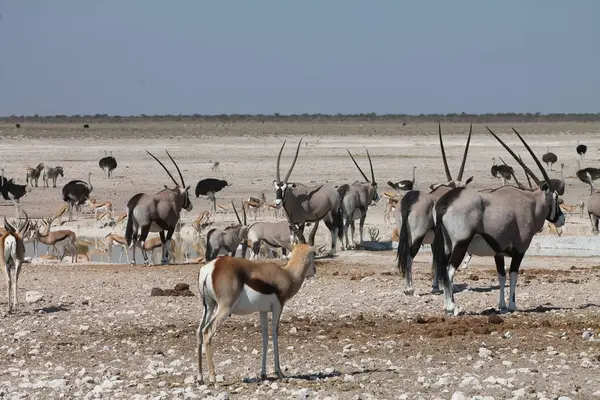 bir su birikintisinde gemsbok entelopes
