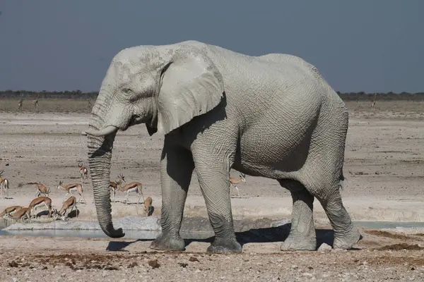 Etoşa Ulusal Parkı 'ndaki fil, Namibya.