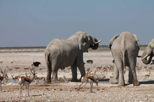 Afrika fili sürüsü (loxodanta africana) Namibya 'daki Etoşa Ulusal Parkı' ndaki bir delikte su içiyor..