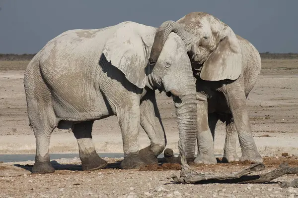 Namibya 'daki fil, Afrika