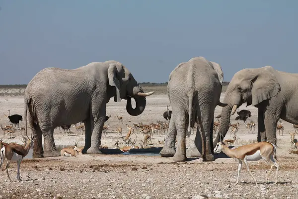 Etoşa safari parkındaki fil, namibya