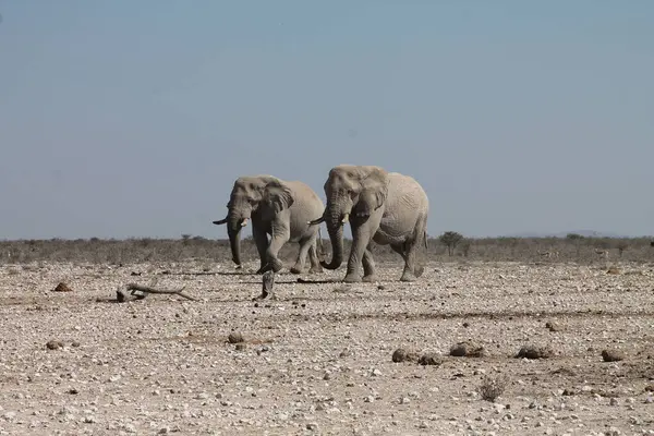 Namibya 'daki Afrika çölündeki fil.