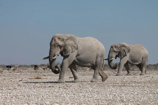 Afrika filleri (loxodanta africana), çölde yürürler.
