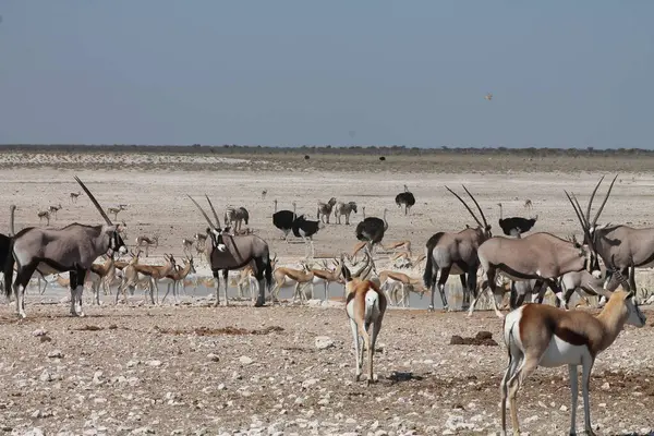 Etosha 'da bir su birikintisinde çeşitli hayvanlar