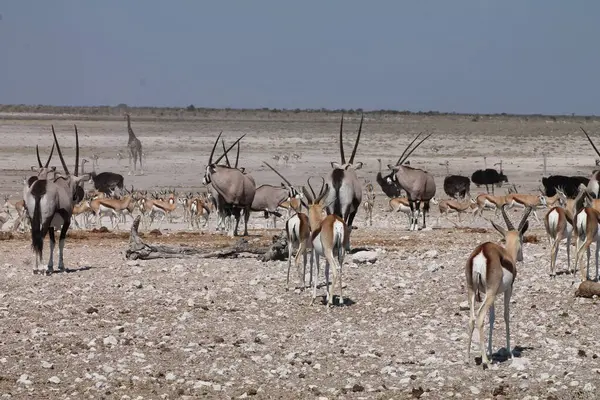 Etosha 'da bir su birikintisinde çeşitli hayvanlar