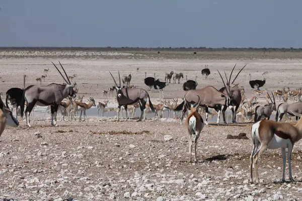 Etoşa 'daki mücevher sürüsü.