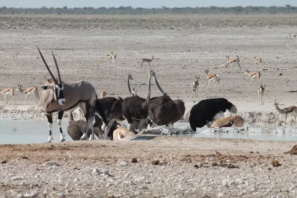 Namibya 'daki Etoşa Ulusal Parkı' ndaki bir su birikintisinde vahşi devekuşları.