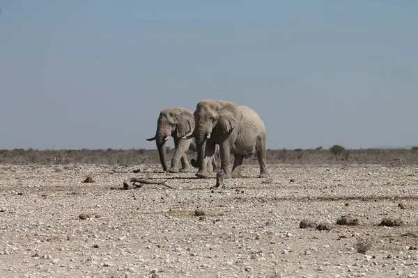 Etoşa Ulusal Parkı 'nda iki erkek fil.