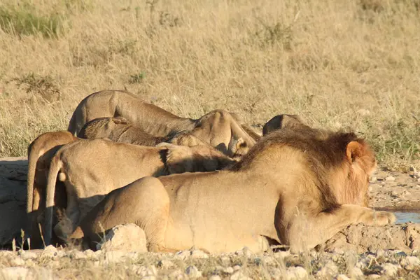 Savanadaki aslanın gururu