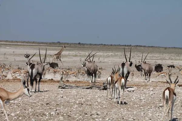 Güney Afrika 'daki safari parkında bir grup ceylan.