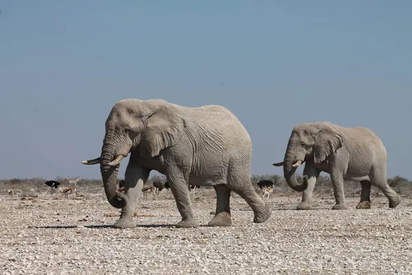Bir grup Afrika fili.