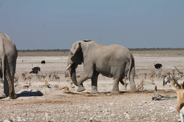 Afrika 'daki su birikintisindeki fil.