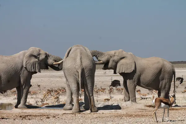 etkin ulusal Park'ta fil