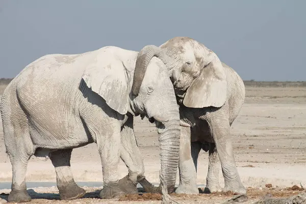 Afrika fili selamı, etosha