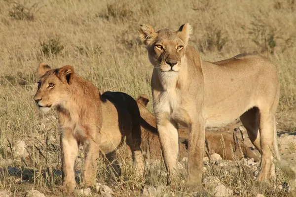 Aslan (panthera leo) erkek ve dişi 