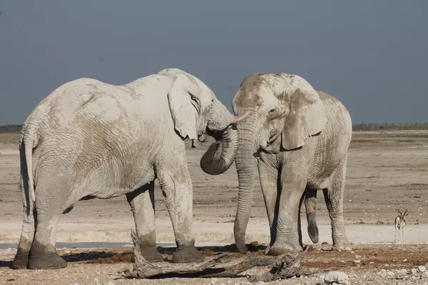 Filler içinde etkin ulusal Park'ta Namibya