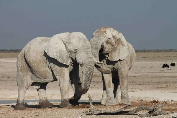 Etoşa Namibya 'daki Afrika filleri
