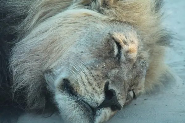 Bir aslan toprak yolda dinleniyor.