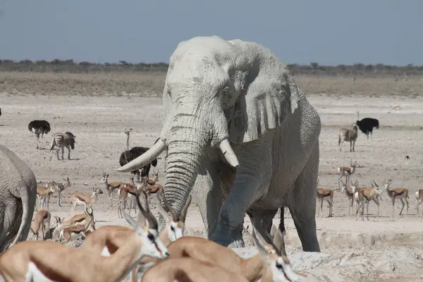 Etoşa safarisinde bir fil sürüsü, namibya