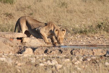 Savanadaki delikte aslan var, Kenya.