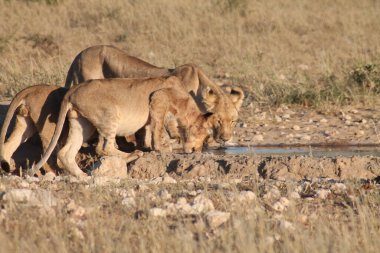 Vahşi aslan Kenya 'nın savanındaki su kutusundan su içiyor.