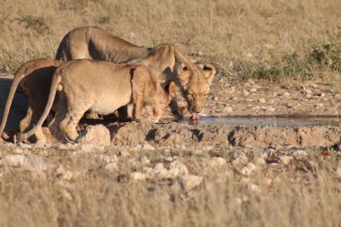 Kenya savanındaki aslan