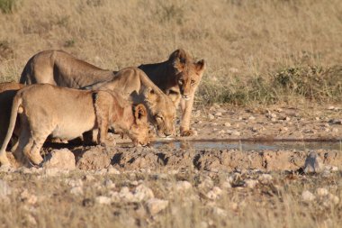 Chobe Ulusal Parkı 'ndaki su birikintisinde içen aslan, chochochochochobotswana