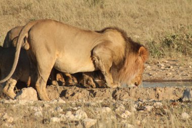 Afrika Aslanı Kruger Park, Güney Afrika 'da