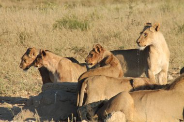 Kenya savanındaki aslan